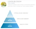 Lemon blossom zapach świeżo ściętej trawy, kwiatów i cytrusów nuty zapachowe.webp