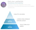 Odświeżacz do tkanin i tapicerki dla alergików ENGLISH LAVENDER 500 ML- SpringAir nuty zapachowe.webp